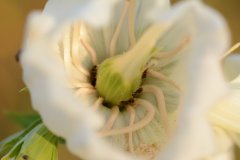 10-blomma-med-myror.png
