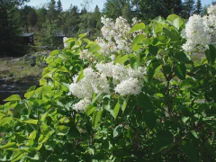 DSC04266.jpg.webp