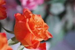DSC_1091.jpg.webp
