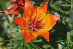 DSC_9529.jpg.webp