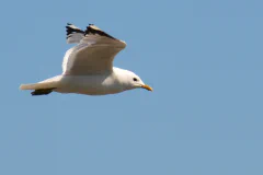 mas.jpg.webp