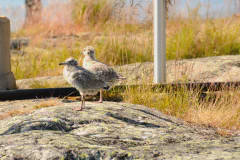 masungar-scaled.jpg.webp